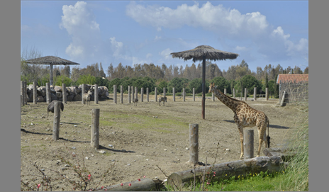 Wild Life Park is to be the Representative of the Giraffe species