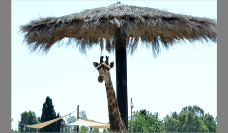 Wild Life Park is to be the Representative of the Giraffe species
