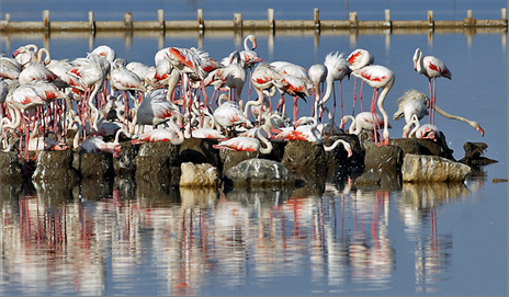 İzmir Kuş Cenneti Dubai’de tanıtıldı