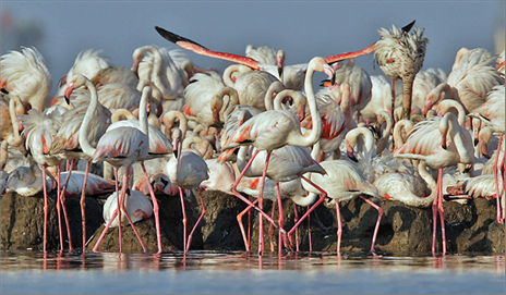 İzmir Kuş Cenneti Dubai’de tanıtıldı