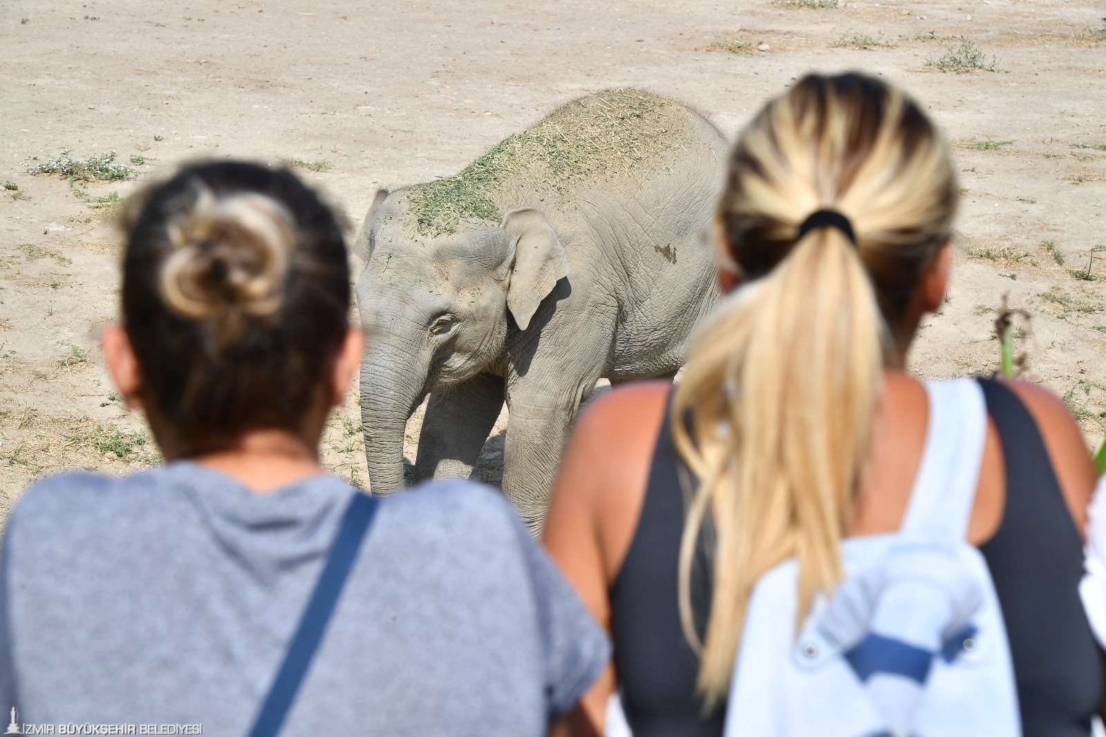Doğal Yaşam Parkı’nın fili Deniz Gaziantep’e gidiyor 21 Kasım 2023 Salı
