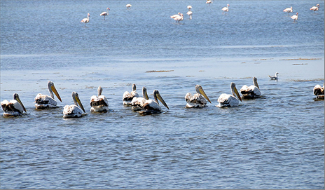 İzmir’de flamingolardan sonra pelikanlar için de ada yapılacak