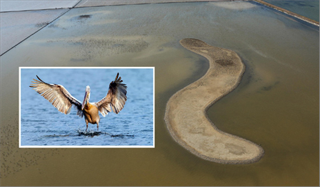 İzmir’de flamingolardan sonra pelikanlar için de ada yapılacak