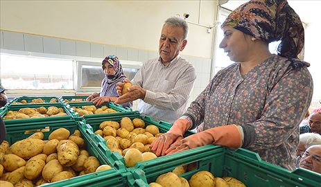 Patates üreticisine güzel haber