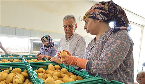 Patates üreticisine güzel haber