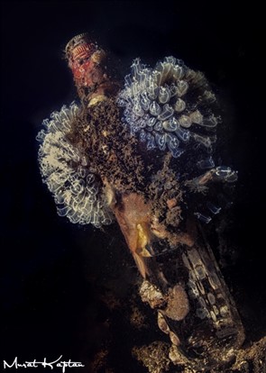 Tunikat, suyu süzerek yaşayan bir derin deniz canlısı/Konak