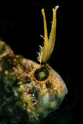 Horozbina balığı/Sahilevleri