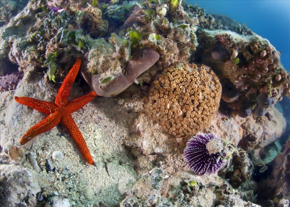 Denizyıldızı, deniz kestanesi ve endemik bir tür olan taş mercanı/Urla